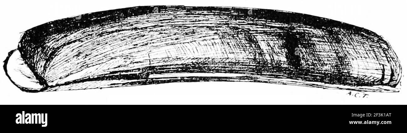 Guscio di rasoio ensis americana. Foto Stock