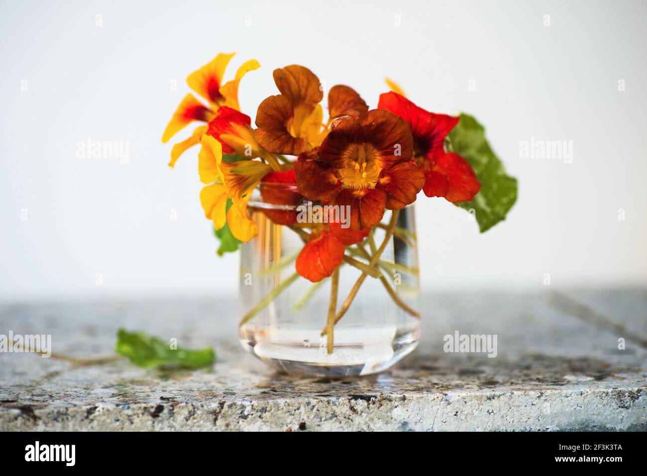 Bouquet di tropaeolum in fiore (grezza d'acqua) in vaso di vetro su pietra. Foto Stock