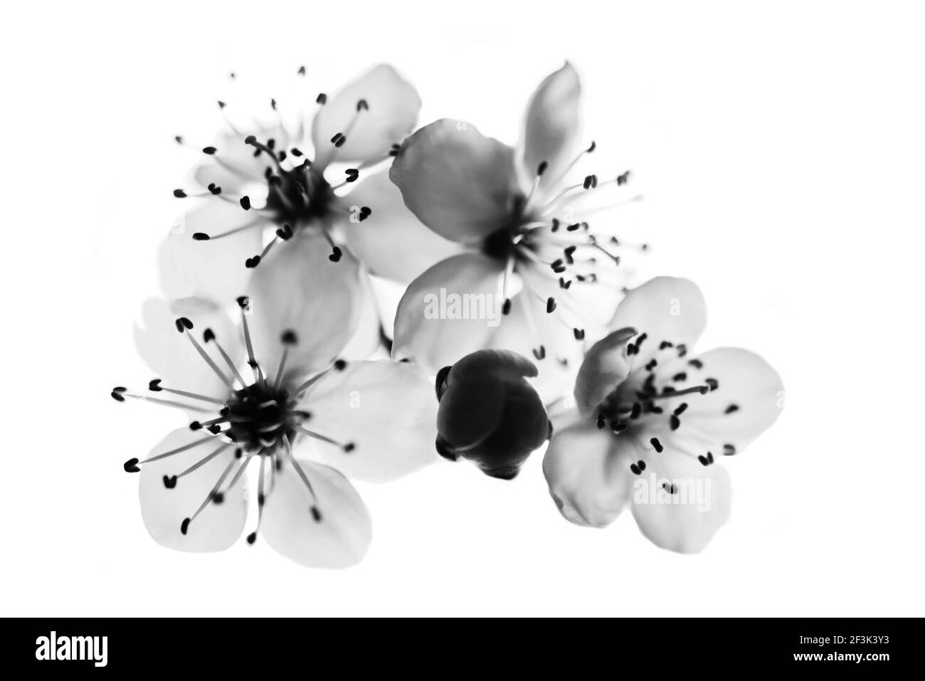 Petalo di ciliegio in fiore bianco e nero, morbido e sfocato, primo piano su sfondo bianco. Foto Stock