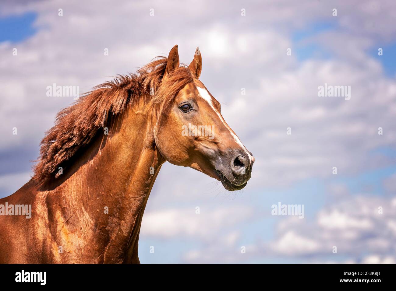Cavallo di Westfalia. Ritratto di uno stallone di castagno. Germania Foto Stock