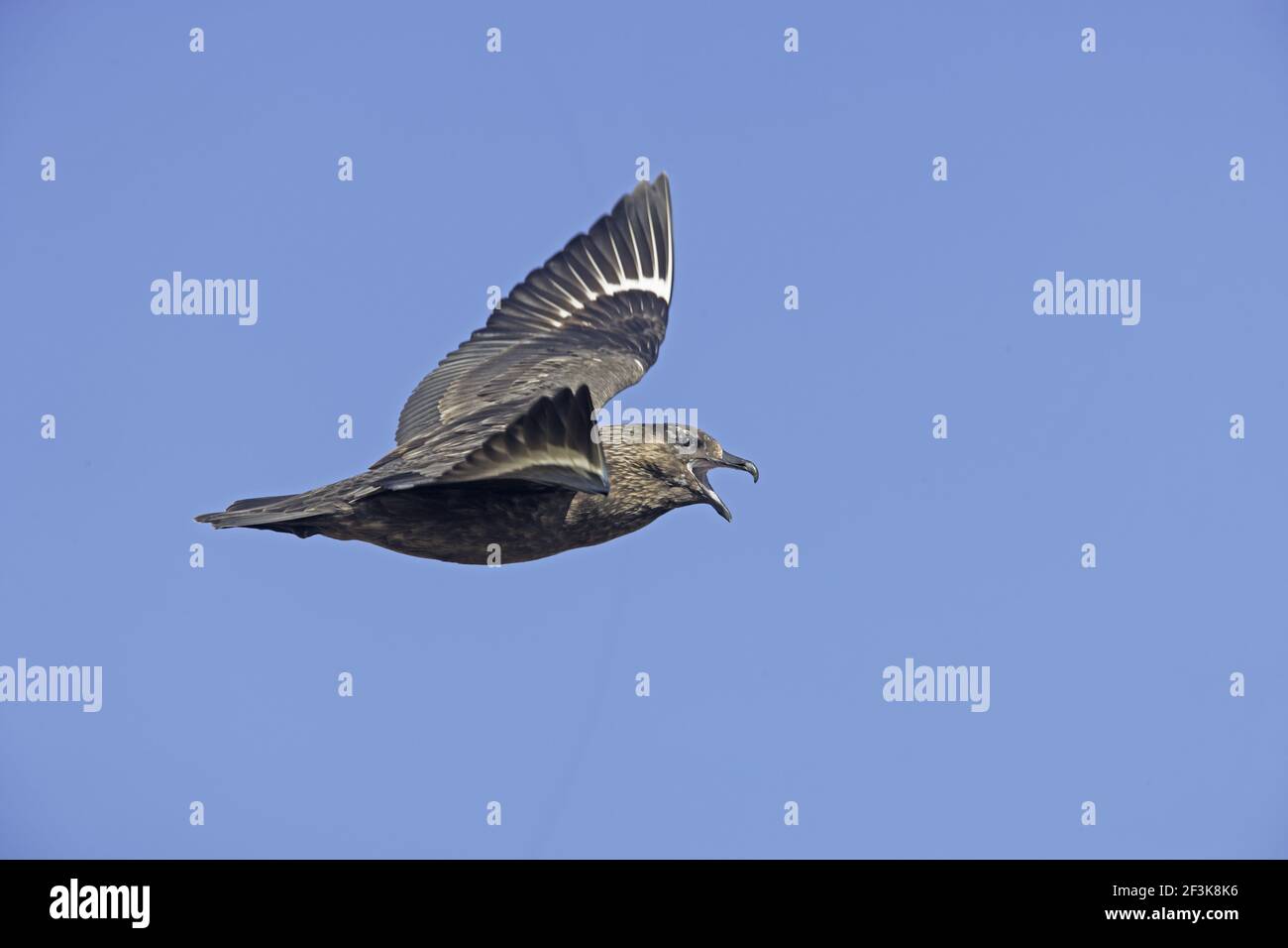 Grande Skua - chiamata in flightCatharacta skua Hermaness Nature Reserve Unst, Shetland, Regno Unito BI010804 Foto Stock