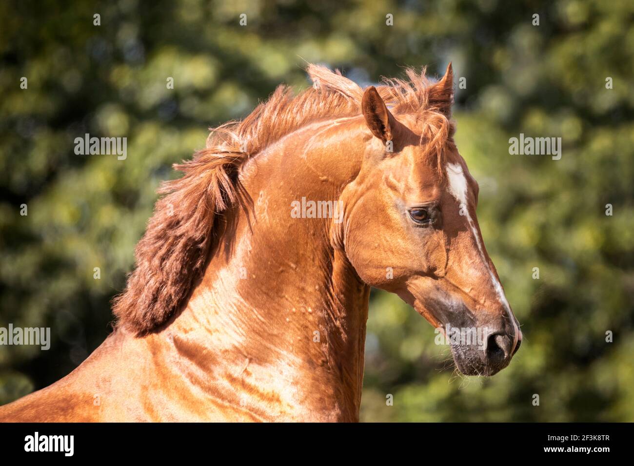 Cavallo di Westfalia. Ritratto di uno stallone di castagno. Germania Foto Stock