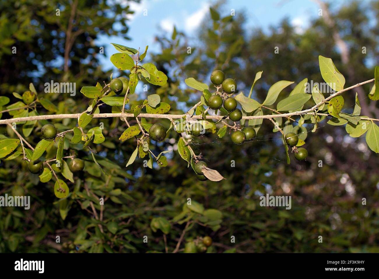Nux vomica, stricnina Tree (Strychnos Nux vomica-), pianta in vaso Foto  stock - Alamy