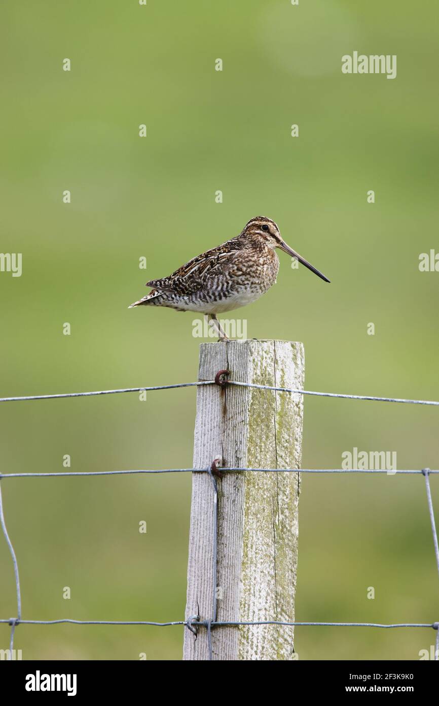 Snipe - on postGallinago gallinago Shetland Mainland, UK BI011431 Foto Stock