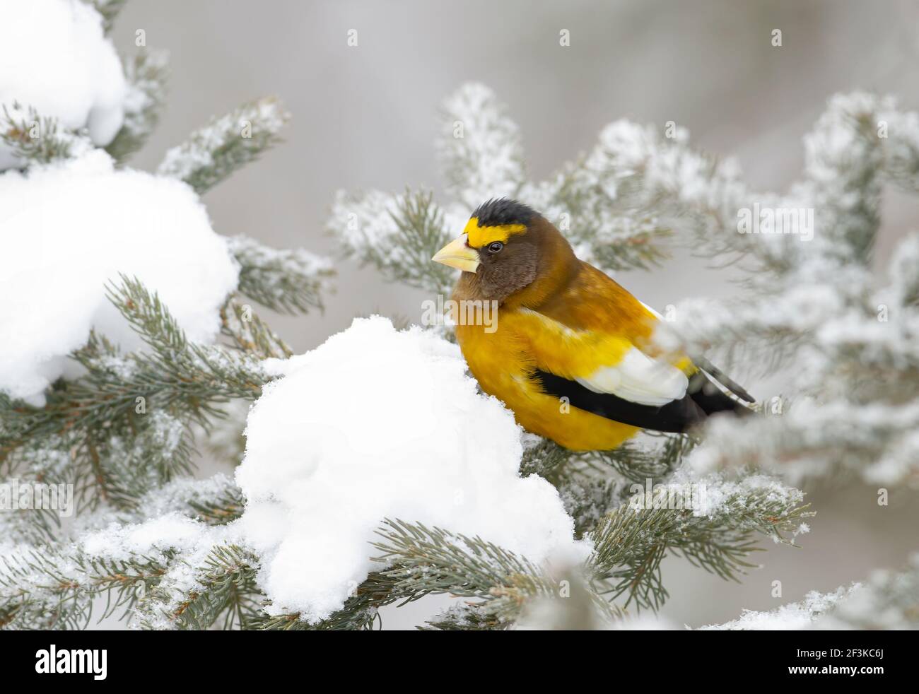 Sera Grossbeak (Coccodraustes vestentius) maschio arroccato su una filiale nel Parco Algonquin Foto Stock