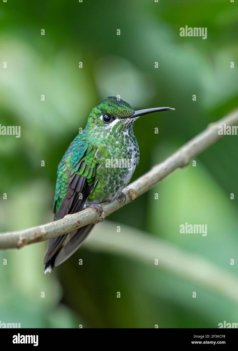 Colibrì brillante con corona verde (Heliodoxa jacula) Arroccato sulla filiale in Costa Rica Foto Stock