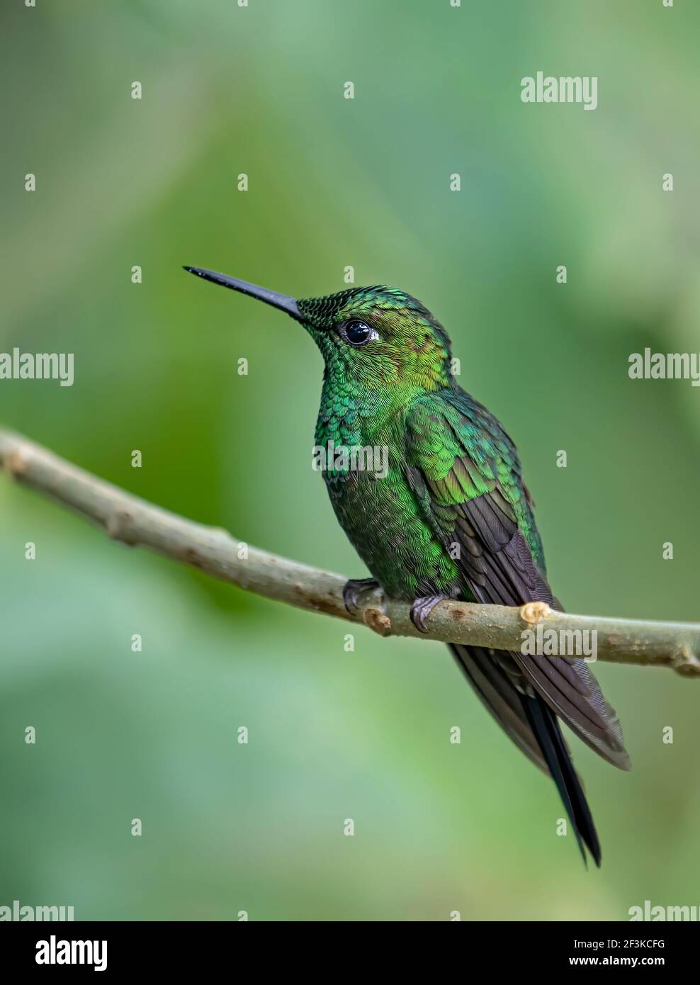Colibrì brillante con corona verde (Heliodoxa jacula) Arroccato sulla filiale in Costa Rica Foto Stock