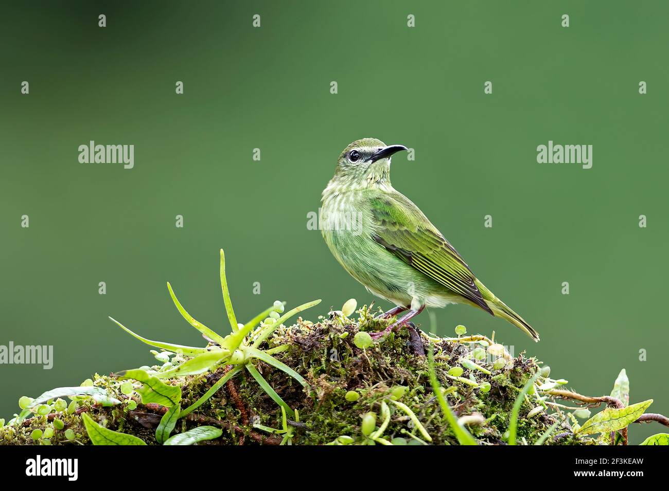 Cianerpes cyaneus femmina ultrariduttore d'ape a zampe rosse arroccato su un ramo nelle foreste pluviali di Boca Tapada, Laguna de Lagarto Lodge, Costa Rica Foto Stock