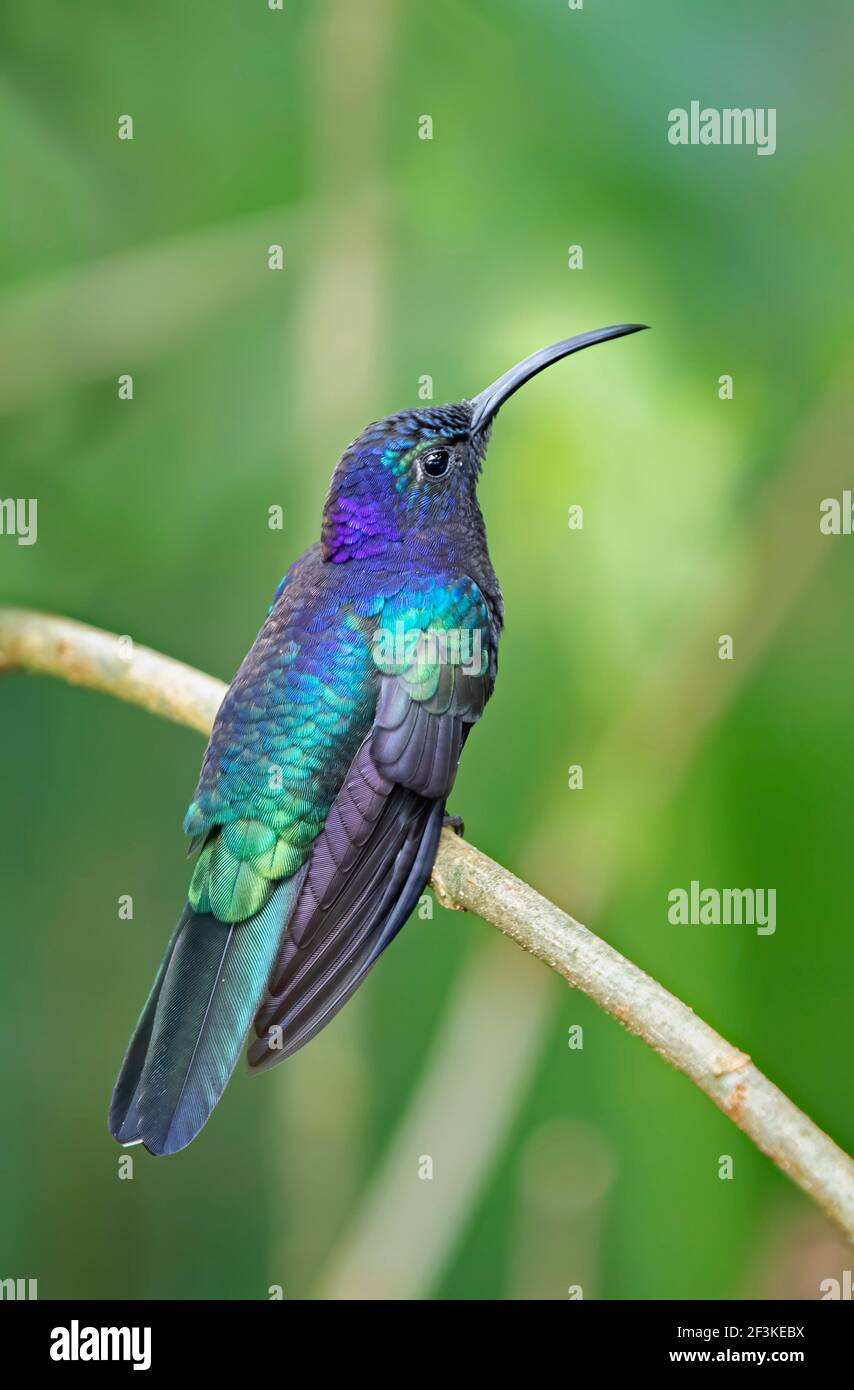 Colibrì di sciabola (Campylopterus hemileuurus) Arroccato sulla filiale in Costa Rica Foto Stock