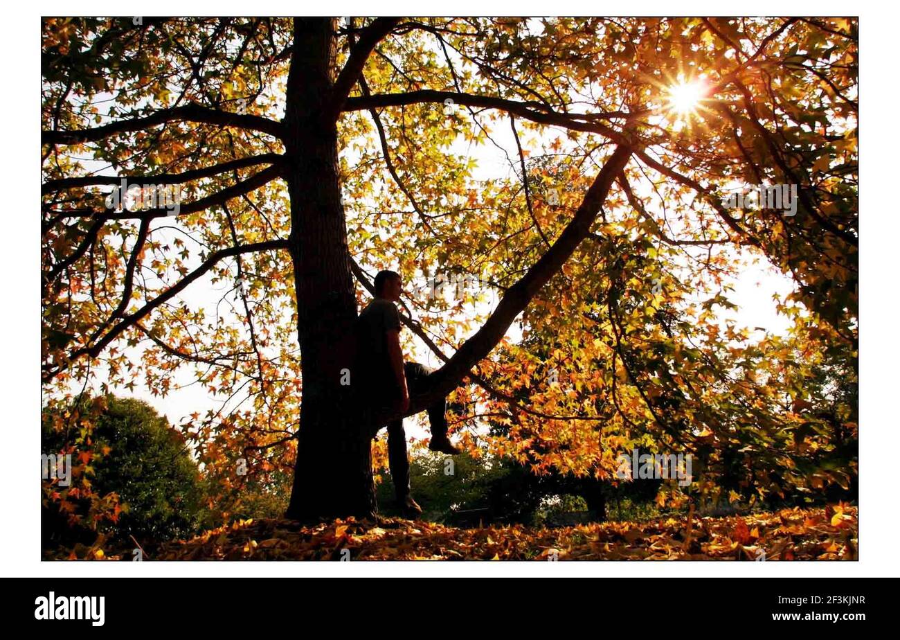 Tres si stanno rivolgendo ai loro colori autunnali in anticipo dalla mancanza di pioggia e il calore degli ultimi months.pic David Sandison 4/9/2003 UN albero liquido di Ambra in Kew Gardens girando ai colori autunnali in anticipo dalla mancanza di pioggia e il calore degli ultimi mesi. pic David Sandison 4/9/2003 Foto Stock