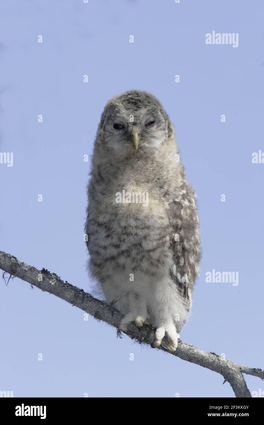 Ural Owl - Chick appena lasciato l'albero del nido Strix uralensis Finlandia BI014327 Foto Stock