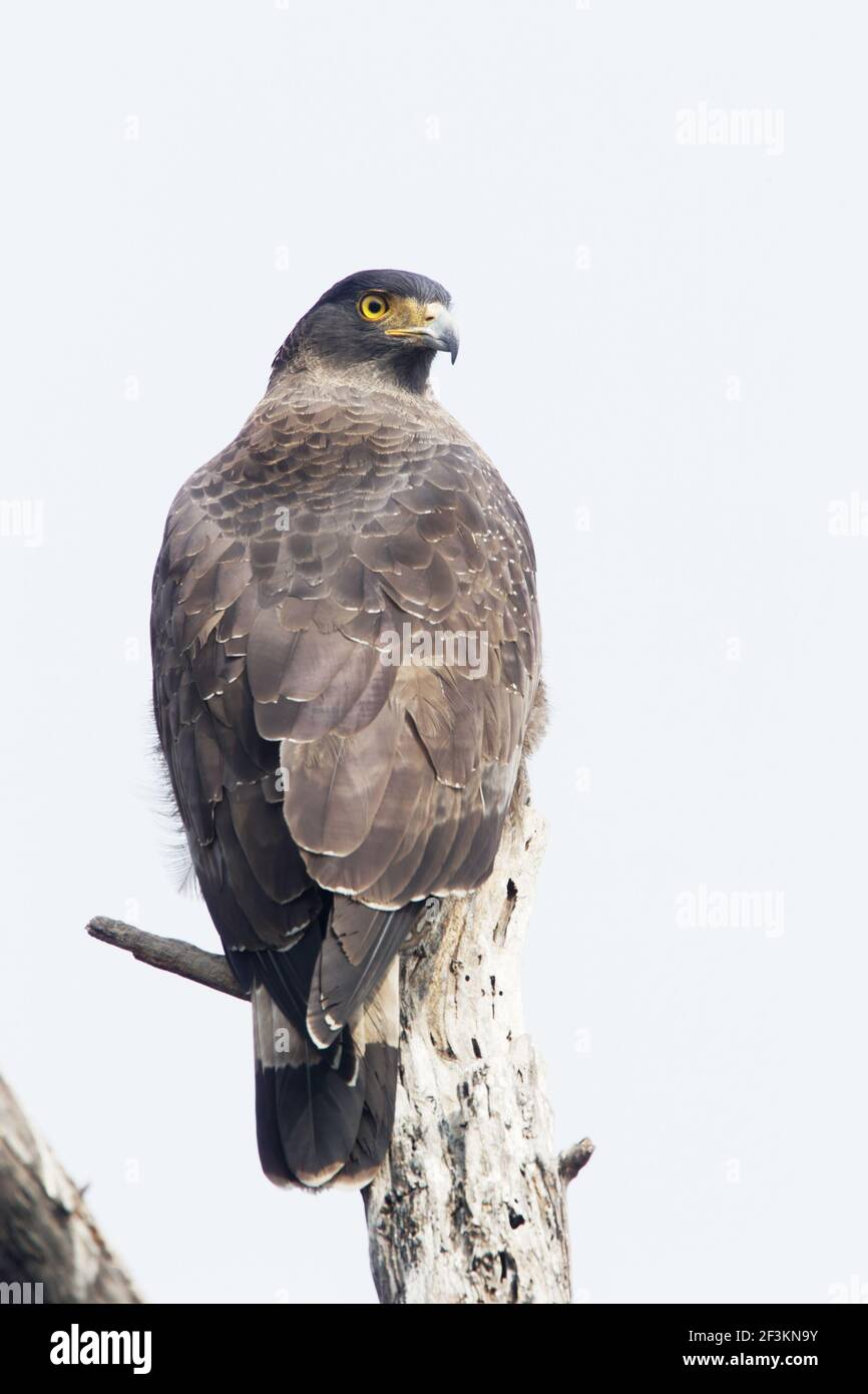 Crested Serpent EagleSpilornis cheela Keoladeo Ghana Parco Nazionale Bharatpur Rajasthan India BI017640 Foto Stock
