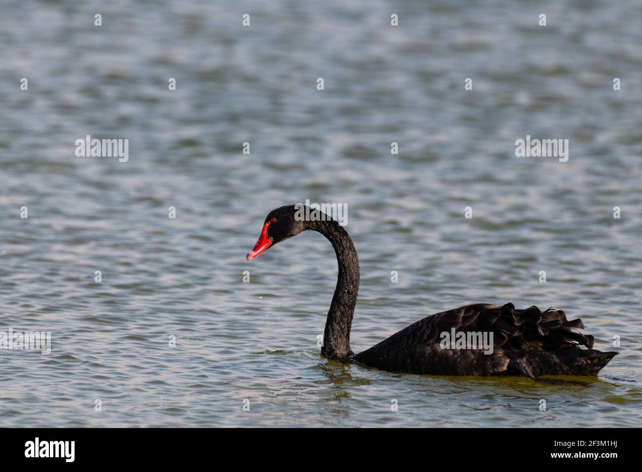 Lone Beautiful Black Swan (Cygnus atratus), nuotare in un lago al Qudra a Dubai, Emirati Arabi Uniti. Foto Stock