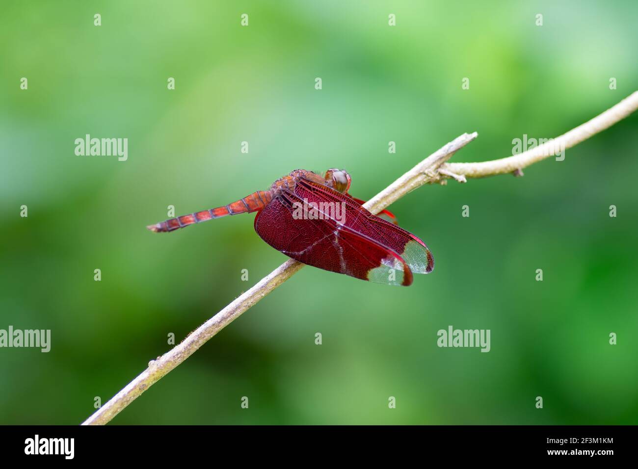Un bel colore rosso brillante maschio Fulvous Forest Skimmer (Neurothemis fulvia), che riposa su un ramoscello nel giardino. Foto Stock