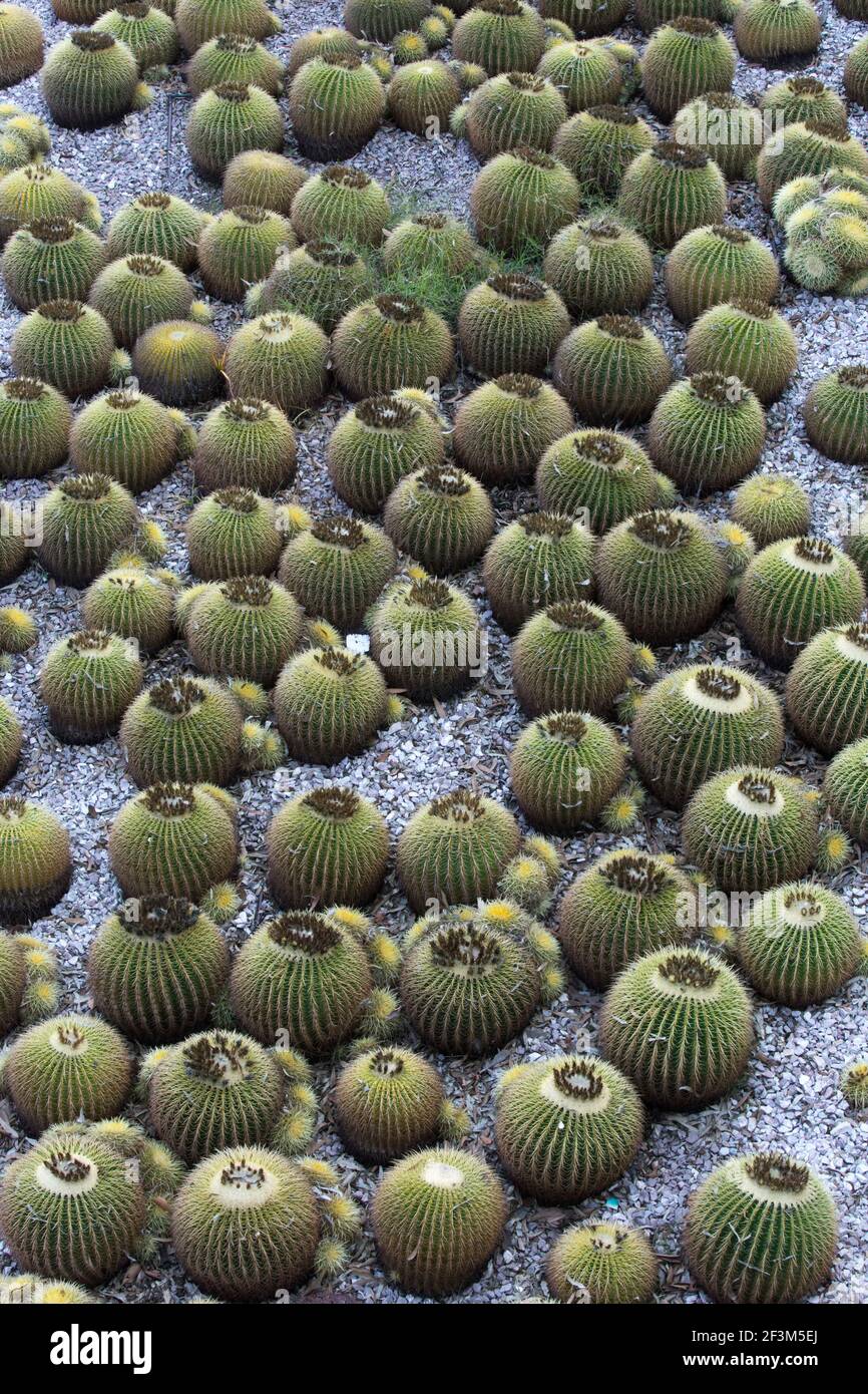 Giardino di cactus al Getty Center dall'architetto Richard Meier e artista Robert Irwin, Los Angeles California, Stati Uniti d'America 2012 Foto Stock