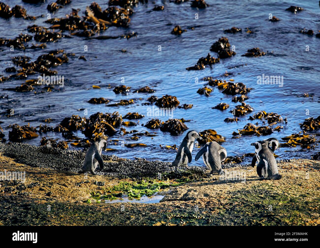 5 Pinguini di roccia che grooming con kelp in background Foto Stock