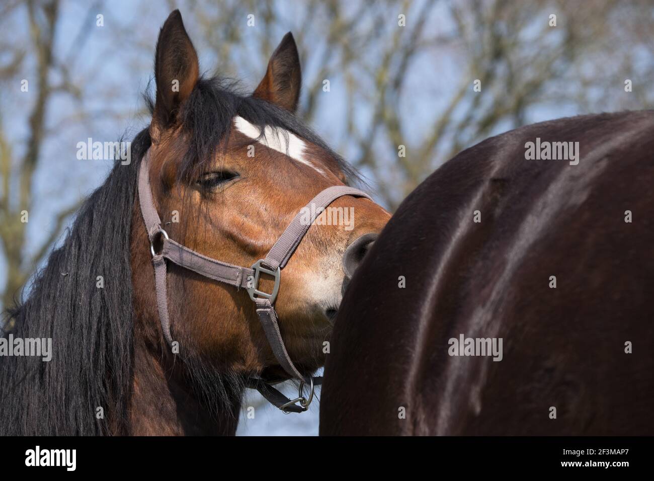 Un cavallo bruno pokes o sniffs la parte posteriore di a. cavallo nero Foto Stock