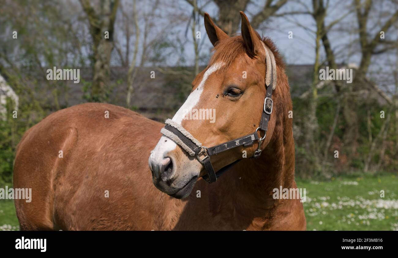 Il cavallo di castagno gira la testa a destra in un prato con molte margherite in una giornata di sole. In alberi di sfondo e una fattoria. Immagine ampia Foto Stock