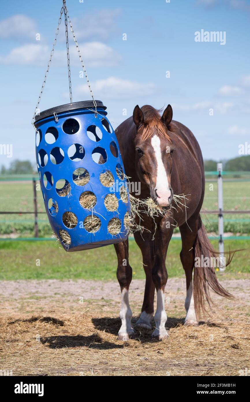 Alimentazione cavalli. Il cavallo bruno con la bacca bianca tira il fieno da un cesto di plastica blu che pende in un paddock nei Paesi Bassi. Vista frontale Foto Stock