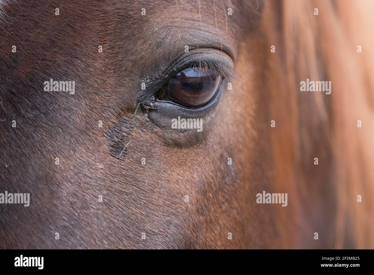 Primo piano della testa di un cavallo bruno con alcune piccole lame di erba nell'angolo dell'occhio. Il paesaggio è specchiato nella curvatura dell'occhio Foto Stock