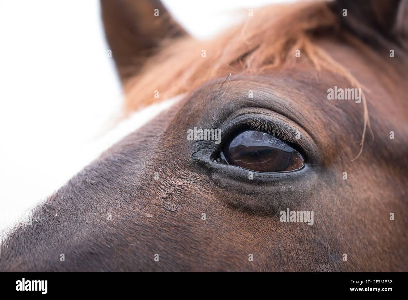Primo piano della testa di un cavallo bruno con occhio, su sfondo bianco. Il paesaggio è specchiato nella curvatura dell'occhio Foto Stock