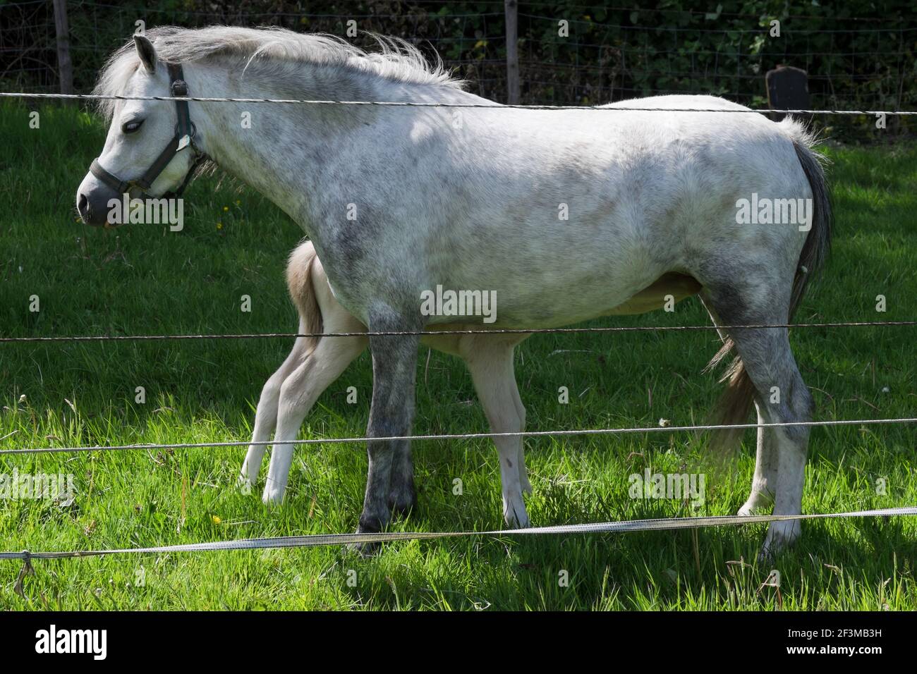 Il latte delle bevande del foal dal mare. Pony in un prato recintato, soleggiato Foto Stock