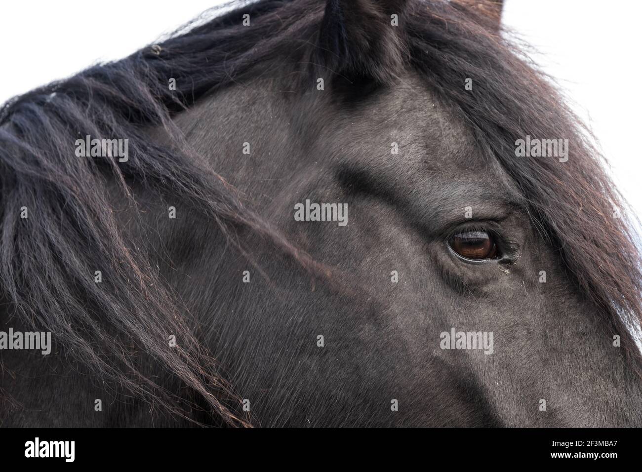 Vista laterale della testa di un cavallo frisone nero su sfondo bianco. La creme nera sul collo si flutters in avanti nel vento Foto Stock