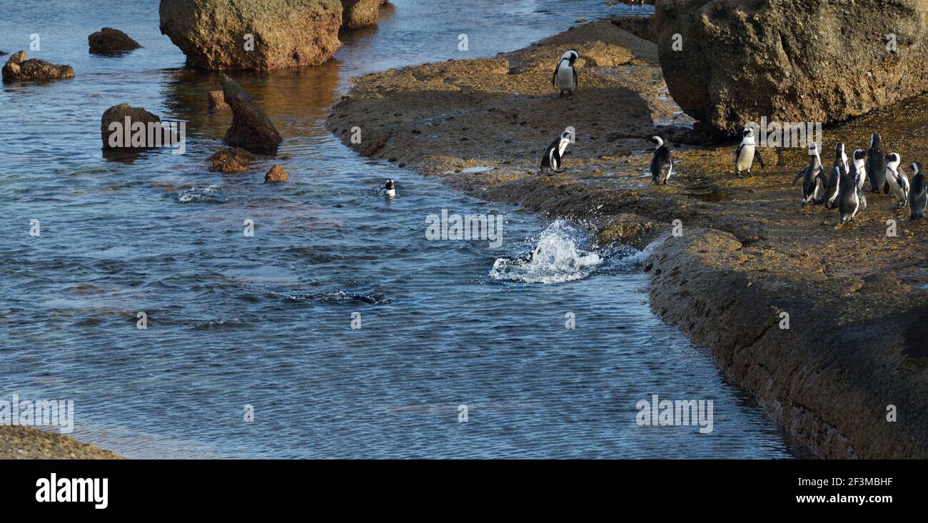 Pinguini africani o del Capo al Bolders Penguin Sanctuary, Città del Capo, Sud Africa guardando verso il mare dalla cima di una roccia Foto Stock