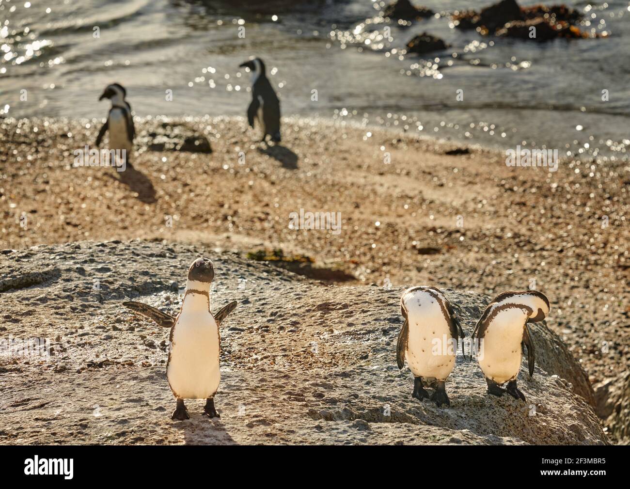 Pinguini africani o del Capo al Bolders Penguin Sanctuary, Città del Capo, Sud Africa Foto Stock