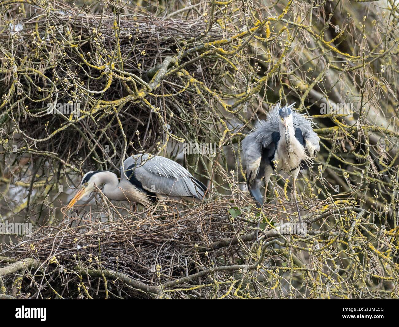 L'airone grigio su un Nest Foto Stock