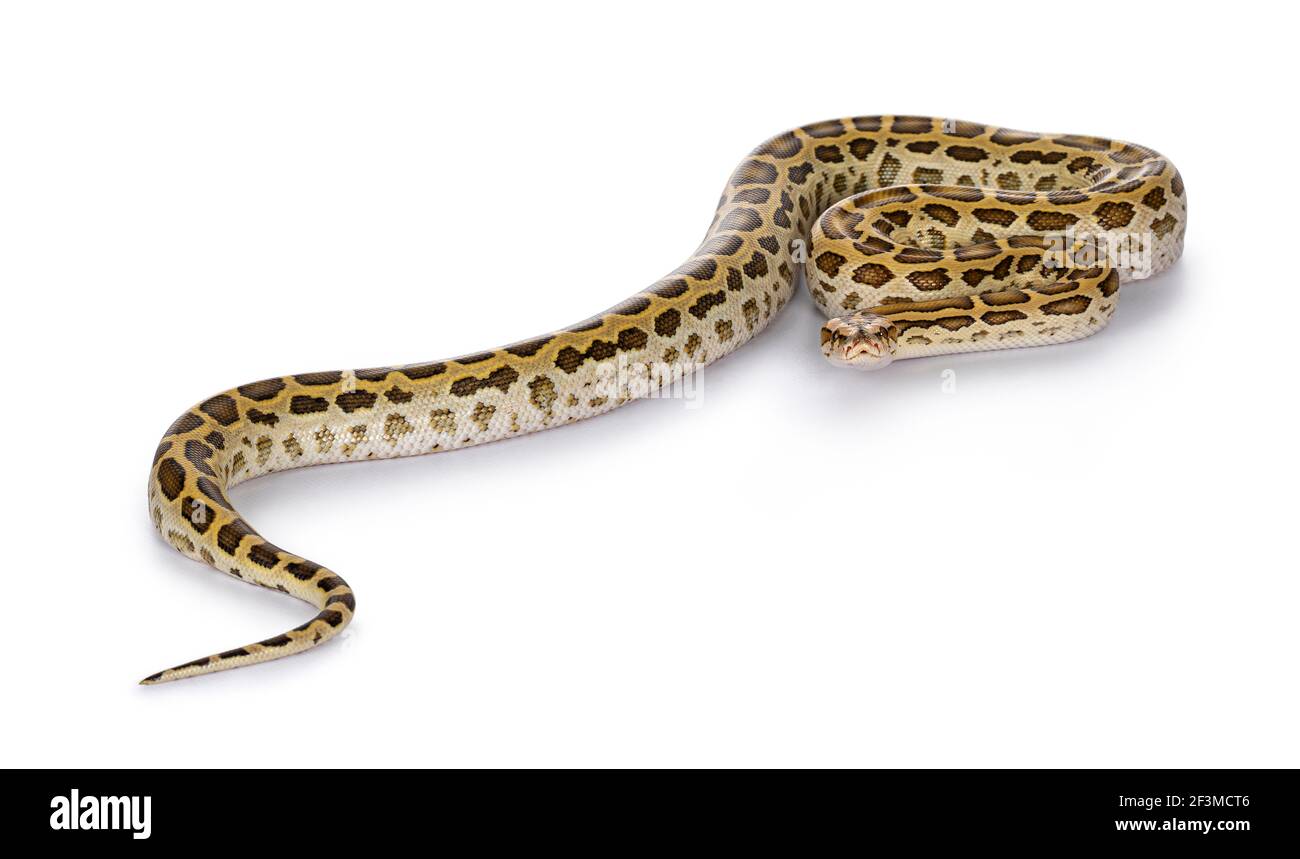 Python birmano di lunghezza intera aka python bivittatus serpente. Isolato su sfondo bianco. Foto Stock