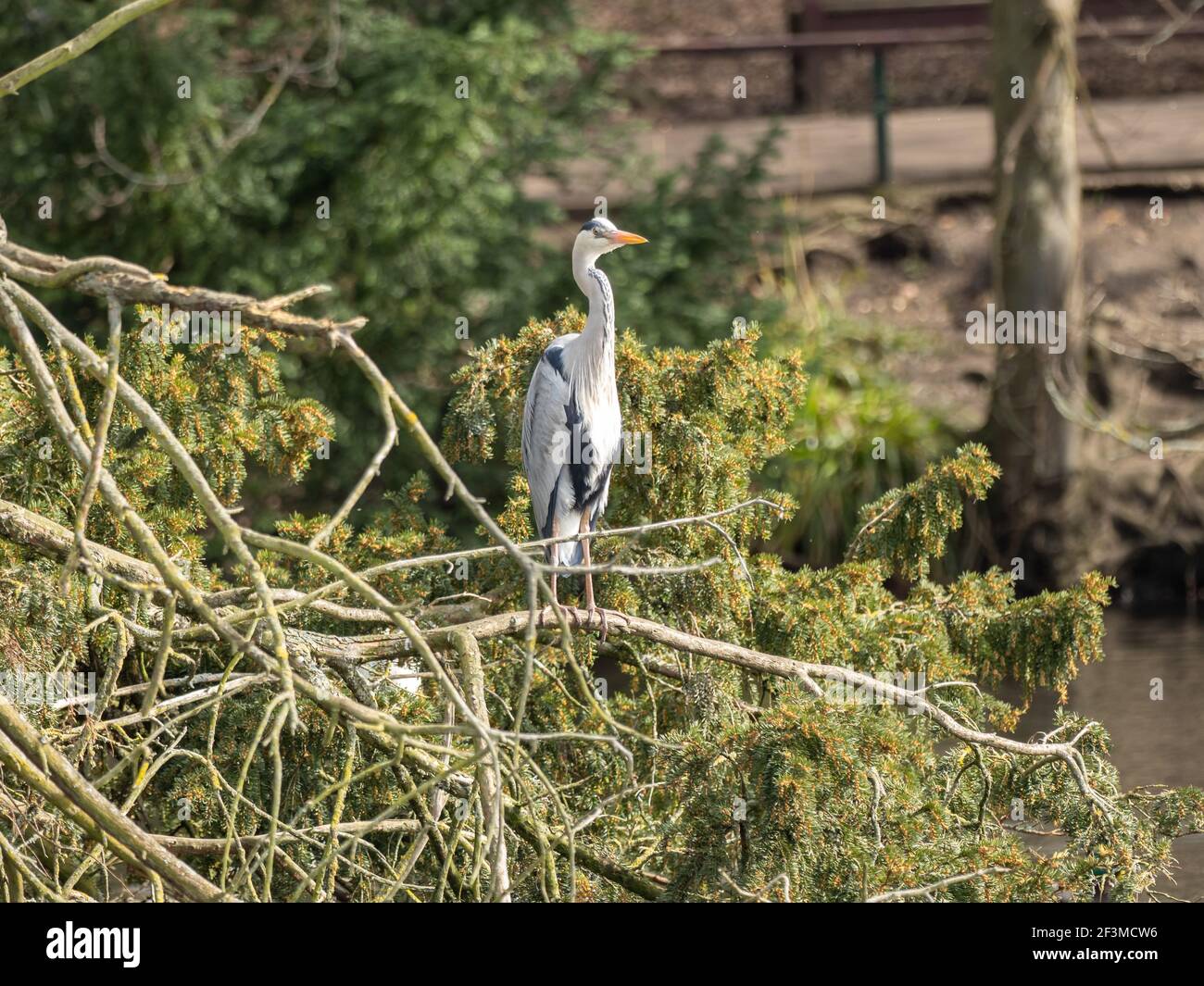 L'airone grigio su un Nest Foto Stock