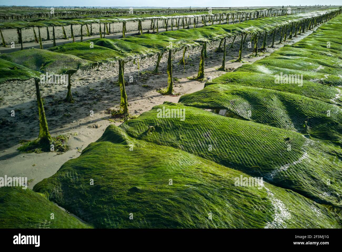 Fattoria di Oyster a bassa marea sulla penisola di Guerande, Francia Foto Stock