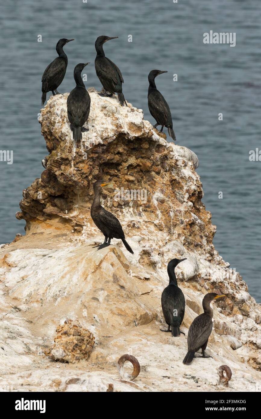 Brandt's cormorano Phalacrocorax penicillatus & Double-crested cormorano Phalacrocorax auritus, Point Lobos state Natural Reserve, California, ottobre Foto Stock