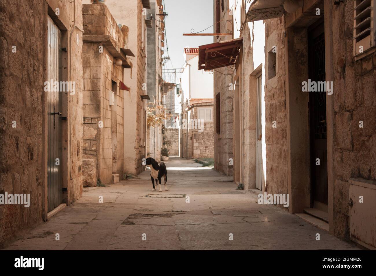 Vista stupenda sulla strada vuota della città vecchia. Un cane nero soluto si alza e guarda la macchina fotografica su un pavimento lastricato lungo un muro di pietra. Luce solare accesa Foto Stock