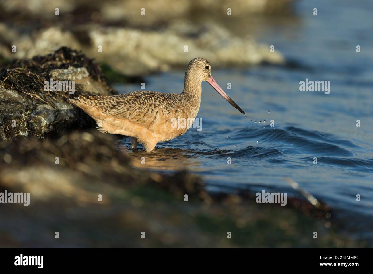 Marbled godwit Limosa fedoa, foraggio lungo la costa, Pillar Point Harbour, California, USA, Ottobre Foto Stock