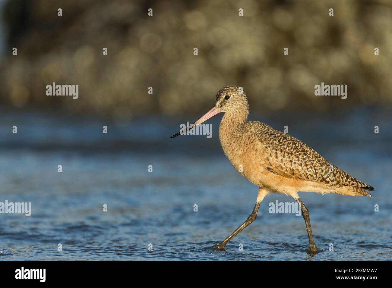 Marbled godwit Limosa fedoa, foraggio lungo la costa, Pillar Point Harbour, California, USA, Ottobre Foto Stock