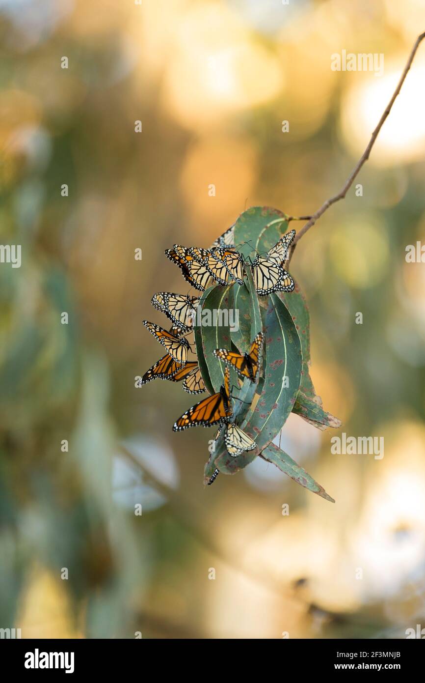 Monarch Danaus plexippus, colonia invernale di sterminio sulla migrazione, Pacific Grove, Monterey, California, ottobre Foto Stock