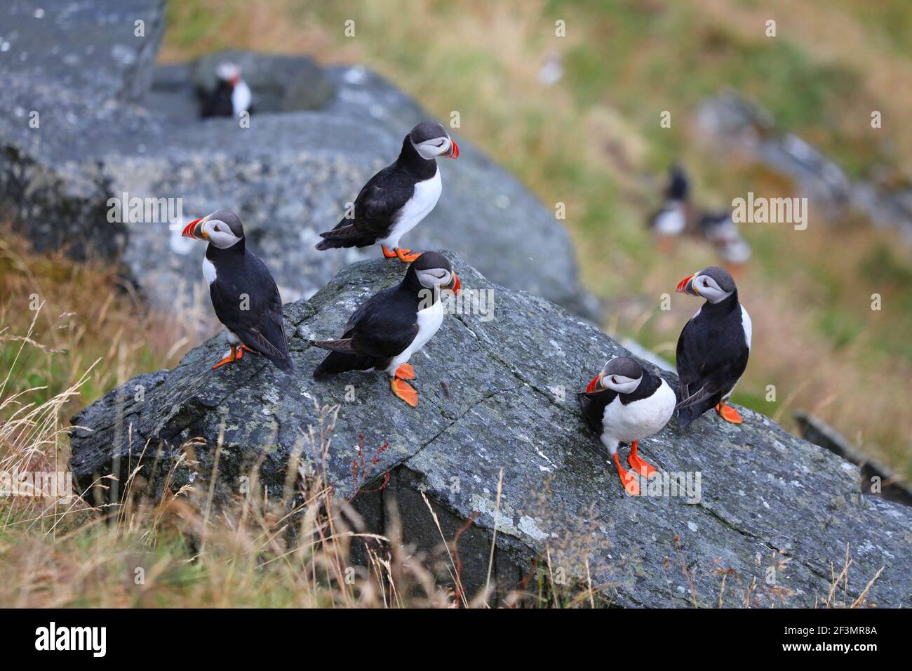 Uccelli puffin in Norvegia tempo piovoso. Birdwatching sull'isola di Runde. Puffin Atlantico (Fratercola artica) specie di uccelli. Foto Stock