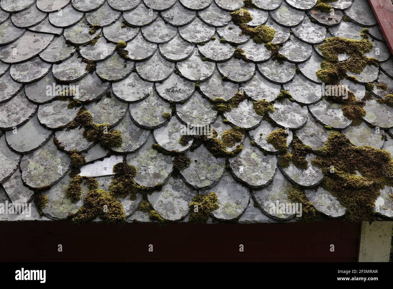 Tetto tradizionale in ardesia norvegese. Vecchie piastrelle di ardesia di pietra ricoperte di muschio e lichene. Architettura norvegese. Foto Stock