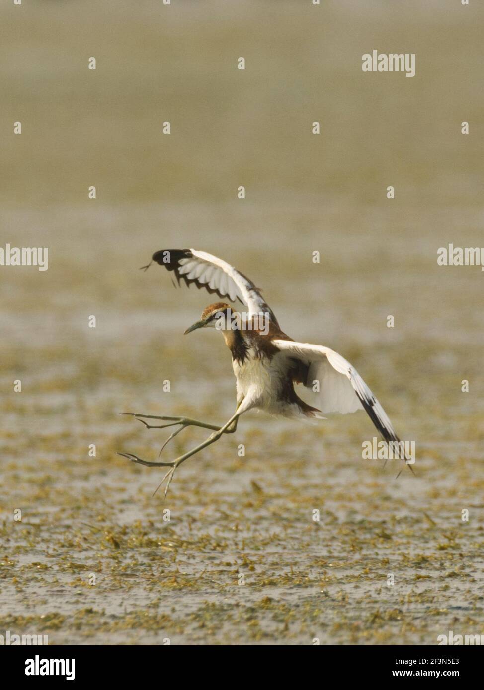 Pheasant-tailed Jacana (Hydrophasianus chirurgus) Foto Stock