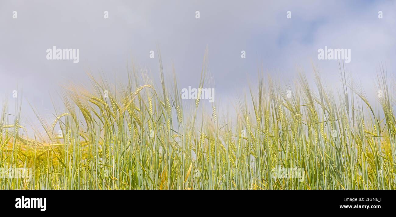Grano di maturazione. Foto Stock
