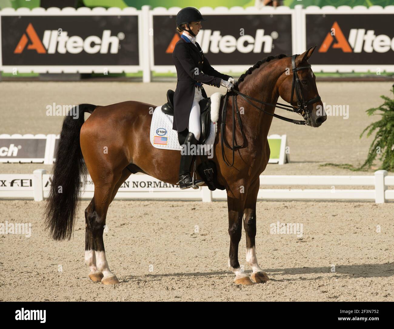 Femmina cavaliere di dressage equestre che esegue la sosta sul cavallo di baia In outdoor dressage gara anello con Alltech sponsor insegne in sfondo Foto Stock