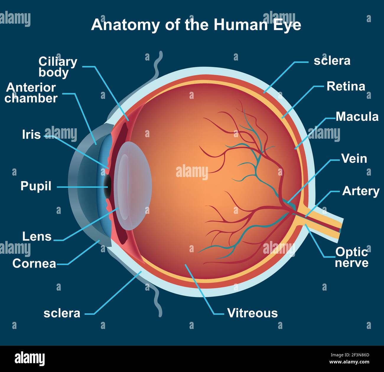 Illustrazione 3D dell'occhio umano e delle sue parti Illustrazione Vettoriale