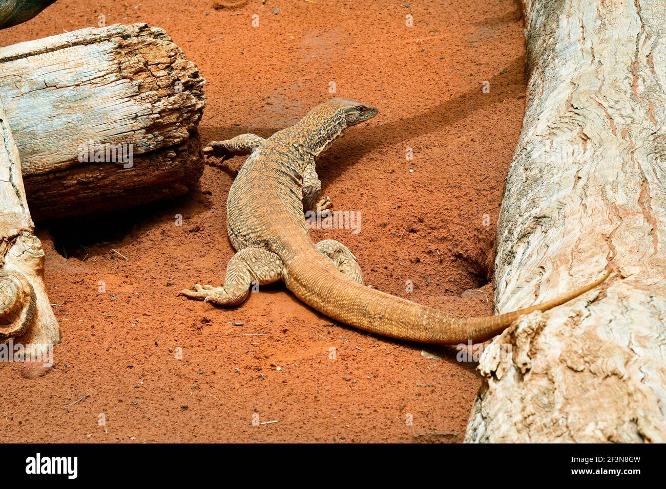Australia, deserto sabbia monitor aka sabbia goanna o bungarra Foto Stock