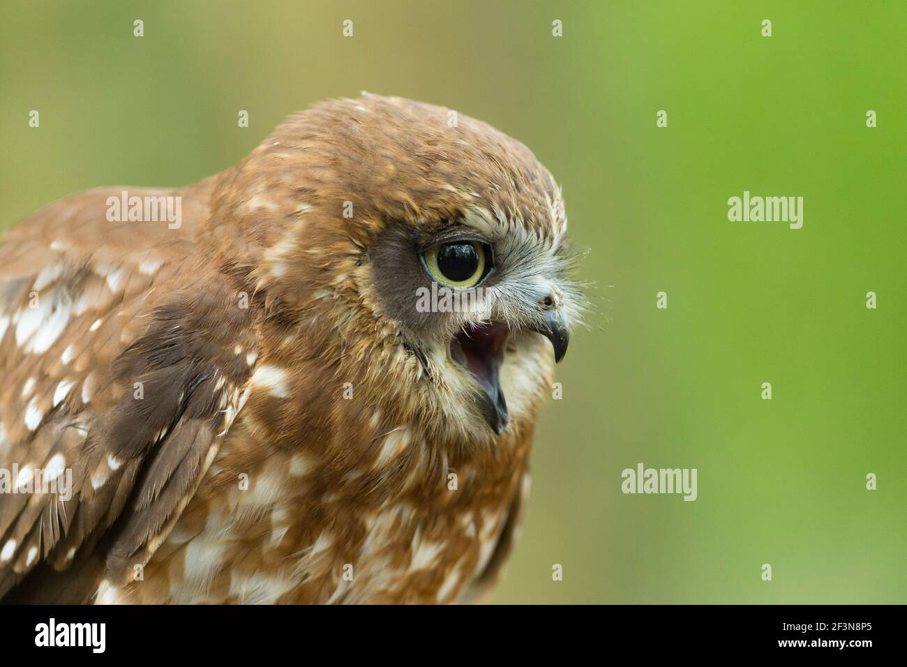 Morepork Ninox novaeseelandiae, profilo per adulti, Hawk Conservancy Trust, Andover, Hampshire, Regno Unito, aprile Foto Stock