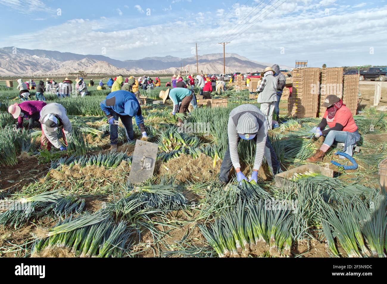 Lavoratori ispanici che raccolgono annioni verdi maturi 'Allium cepa'. Luce del mattino presto. Foto Stock