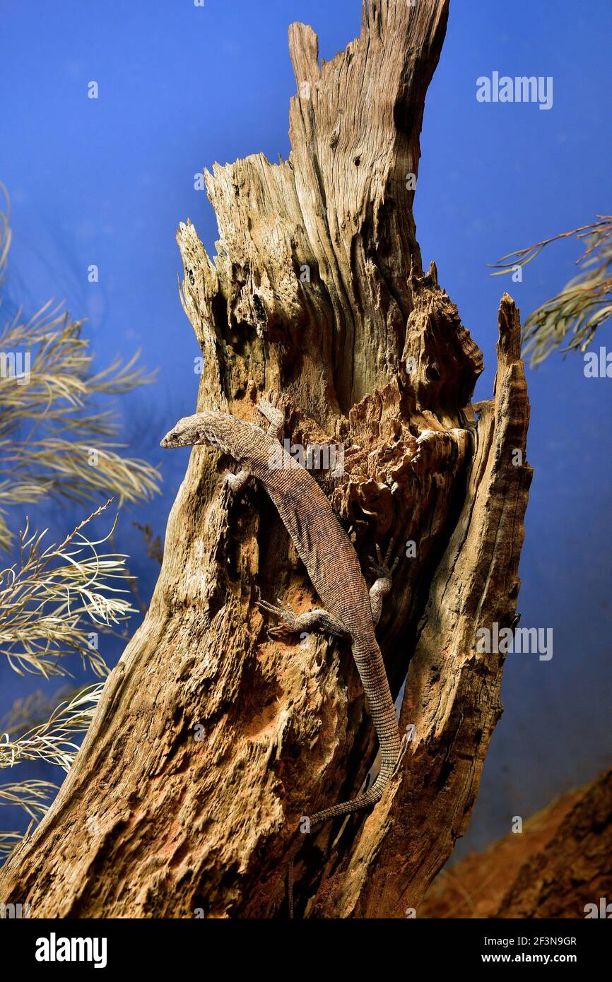 Australia, pygmy multiga monitor aka striscia-coda goanna Foto Stock