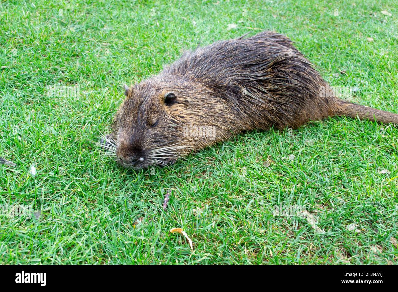 Selvatico domestico Nutria animale sull'erba verde. Foto di alta qualità Foto Stock