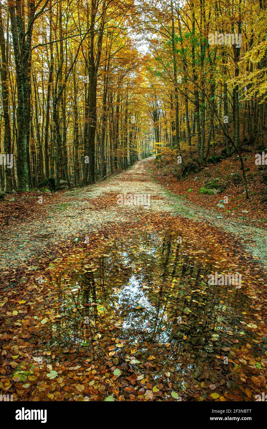 Strada in una foresta con un puddle che riflette gli alberi nella versione autunnale. Abruzzo, Italia, Europa Foto Stock